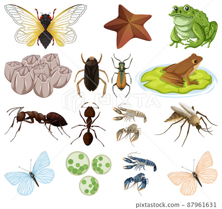 Different kinds of insects and animals on white background Different kinds of insects and animals on white background 87961631