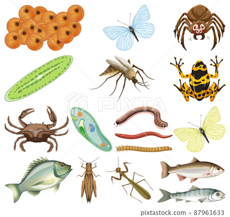Many insects and animals on white background Many insects and animals on white background 87961633