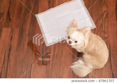Long coat Chihuahua who failed because he couldn't pee on the toilet sheets 87961707