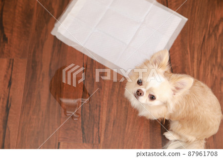 長外套吉娃娃因為不能在馬桶上撒尿而失敗 87961708