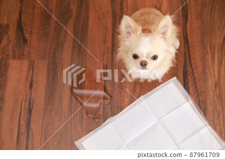 長外套吉娃娃因為不能在馬桶上撒尿而失敗 長外套吉娃娃因為不能在馬桶上撒尿而失敗 87961709