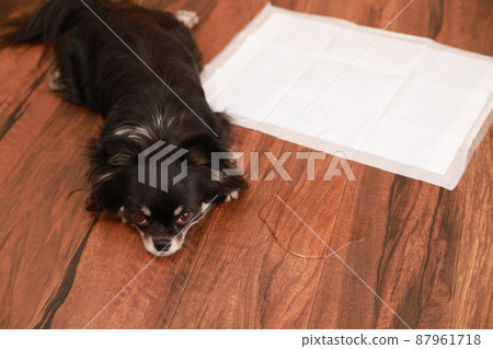 長外套吉娃娃因為不能在馬桶上撒尿而失敗 87961718