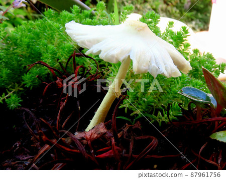 White mushrooms growing in the garden 87961756