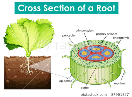 Diagram showing cross section of a root Diagram showing cross section of a root 87961837