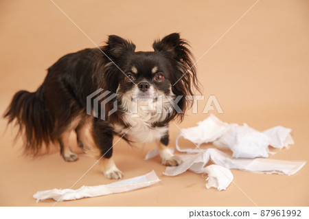 長外套吉娃娃與惡作劇通過咀嚼衛生紙搞砸了 87961992