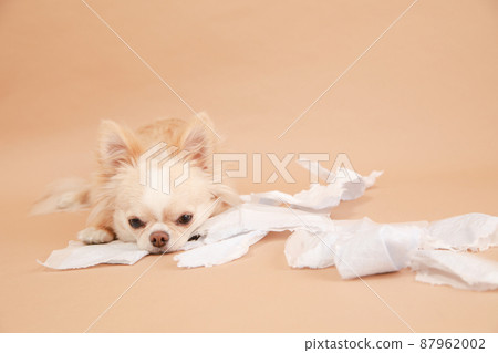 長外套吉娃娃與惡作劇通過咀嚼衛生紙搞砸了 長外套吉娃娃與惡作劇通過咀嚼衛生紙搞砸了 87962002