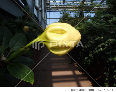 Yellow petals Yellow petals 87962023