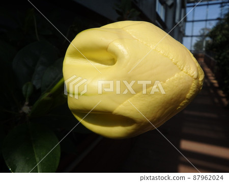 Yellow petals Yellow petals 87962024