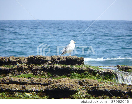 Kamome resting her wings on a rocky place far away Kamome resting her wings on a rocky place far away 87962046