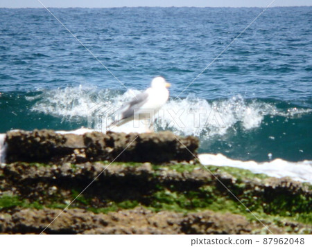 Kamome resting her wings on a rocky place far away Kamome resting her wings on a rocky place far away 87962048