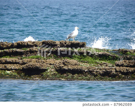Kamome resting her wings on a rocky place far away Kamome resting her wings on a rocky place far away 87962089
