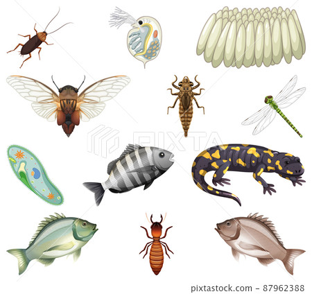 Different kinds of insects and animals on white background 87962388