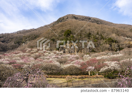 Yugawara Bairin Makuyama Park 87963140