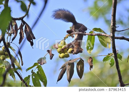 Ezoris and walnuts ② (Hokkaido) 87963415