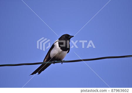 Magpie (Hokkaido) 87963602