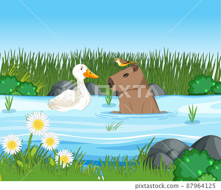 Capybara living in the nature pond 87964125