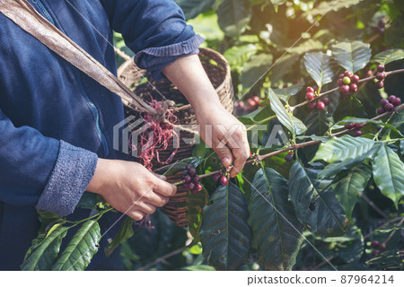 Man Hands harvest coffee bean ripe Red berries plant fresh seed coffee tree growth in green eco organic farm. Close up hands harvest red ripe coffee seed robusta arabica berry harvesting coffee farm 87964214