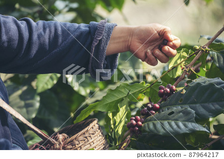 Man Hands harvest coffee bean ripe Red berries plant fresh seed coffee tree growth in green eco organic farm. Close up hands harvest red ripe coffee seed robusta arabica berry harvesting coffee farm 87964217