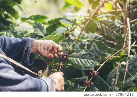 Man Hands harvest coffee bean ripe Red berries plant fresh seed coffee tree growth in green eco organic farm. Close up hands harvest red ripe coffee seed robusta arabica berry harvesting coffee farm 87964218