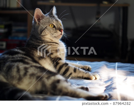 cute young handsome AMERICAN SHORT HAIR breed kitty grey and black stripes home cat portraits relaxing in a bedroom with blur indoor environment background. cute young handsome AMERICAN SHORT HAIR breed kitty grey and black stripes home cat portraits relaxing in a bedroom with blur indoor environment background. 87964282