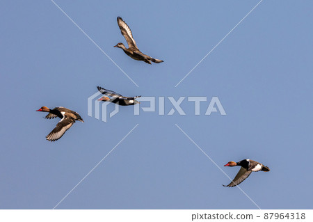 Wild duck or mallard, Anas platyrhynchos flying over a lake in Munich, Germany Wild duck or mallard, Anas platyrhynchos flying over a lake in Munich, Germany 87964318