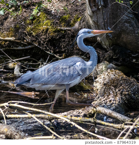 Grey heron, Ardea cinerea, a massive gray bird wading through a flat lake searching for fish Grey heron, Ardea cinerea, a massive gray bird wading through a flat lake searching for fish 87964319