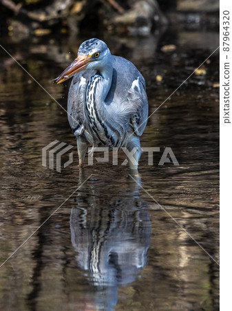 While fishing in the moving water a grey heron, Ardea cinerea successfully caught a fish. 87964320