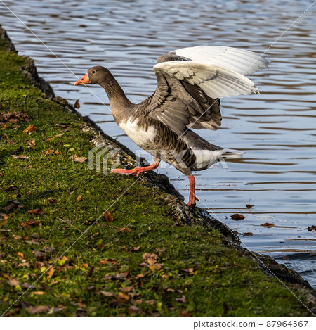The greylag goose, Anser anser is a species of large goose 87964367