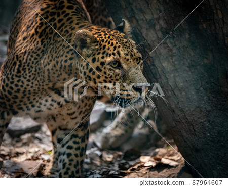 Common Leopard Staring Common Leopard Staring 87964607