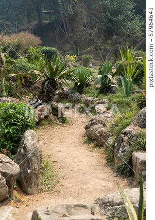 Dirt Path in a Desert Garden 87964641