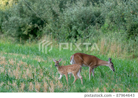 Deer in a field in the evening 87964643