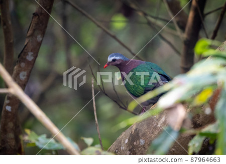 Emerald Dove in the Jungle Emerald Dove in the Jungle 87964663