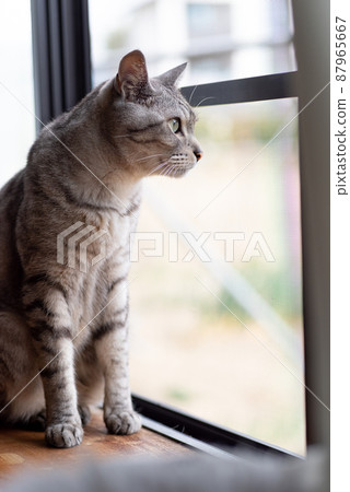 Sabatra cat looking out 87965667