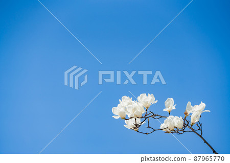 玉蘭玉蘭花開白在藍天 87965770
