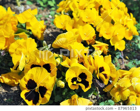 Yellow pansy (up image) Yellow pansy (up image) 87965813
