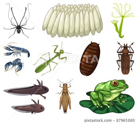 Different kinds of insects and animals on white background 87965880