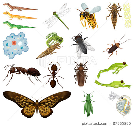 Different kinds of insects and animals on white background 87965890