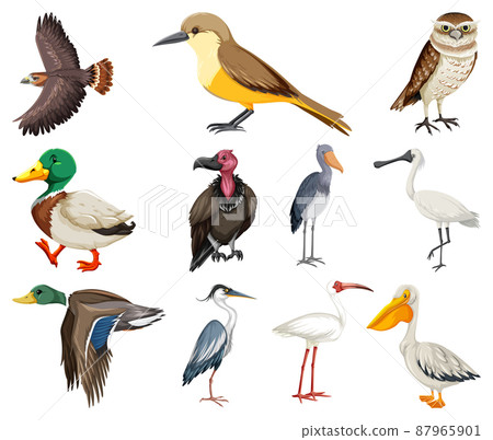Different kinds of birds collection Different kinds of birds collection 87965901