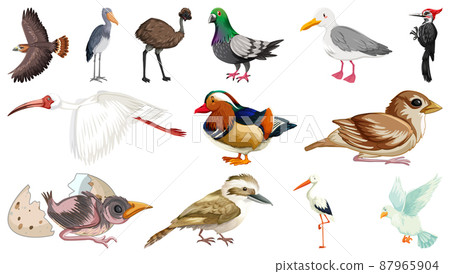 Different kinds of birds collection Different kinds of birds collection 87965904