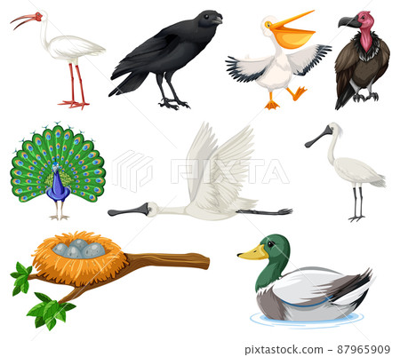 Different kinds of birds collection 87965909