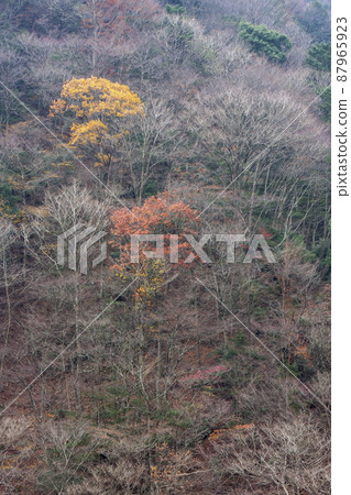Mitarai Valley Mt. Misen Trail Late Autumn Scenery-3 Mitarai Valley Mt. Misen Trail Late Autumn Scenery-3 87965923