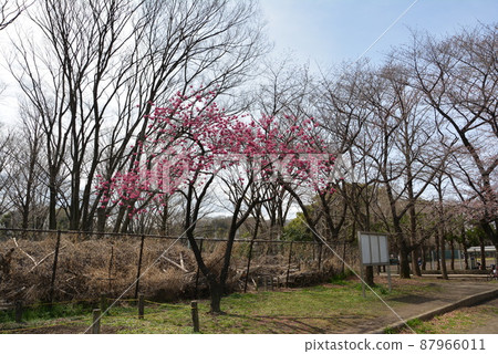 Akatsuka Park 2022-03 / 1 87966011