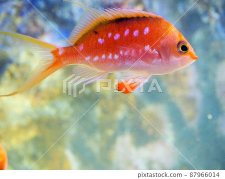 Sacura margarit swimming Sacura margarit swimming 87966014