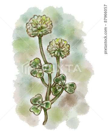 Illustration of white clover and clover 87966057