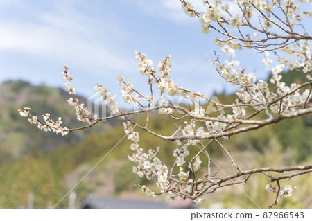 Plum blossom  87966543