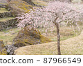 Plum blossom  87966549