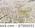 Plum blossom  87966691