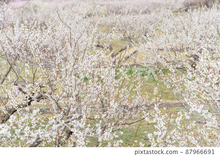 Plum blossom  87966691