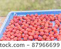 Salted plum  87966699