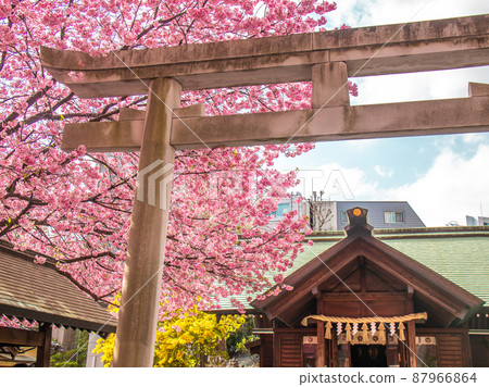 Spring flower scenery of Kuramae Shrine Sakura Mimosa Spring flower scenery of Kuramae Shrine Sakura Mimosa 87966864